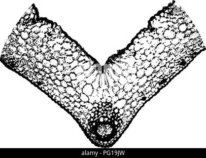 . A biochemic Basis für das Studium der Taxonomie, Vererbung, Evolution, etc., mit besonderer Bezugnahme auf die Stärke und das Gewebe des Elternteils - Aktien und Hybrid-Bestände und die Stärke und hämoglobine von Sorten, Arten und Gattungen. Stärke; Biochemie; Pflanzen-hybriden; Pflanzen. 185 X-: ^..> "V-T.'v' vAM^. 187. Bitte beachten Sie, dass diese Bilder sind von der gescannten Seite Bilder, die digital für die Lesbarkeit verbessert haben mögen - Färbung und Aussehen dieser Abbildungen können nicht perfekt dem Original ähneln. extrahiert. Reichert, Edward Tyson, b. 1855. Washington, D. Stockfoto