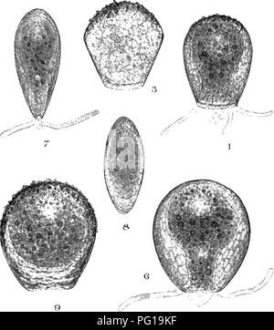 . Die britische Süßwasser und Rhizopoda Heliozoa. ; Rhizopoda Heliozoa; Süßwasser Tiere. / '/. HELEOPERA.. Bitte beachten Sie, dass diese Bilder sind von der gescannten Seite Bilder, die digital für die Lesbarkeit verbessert haben mögen - Färbung und Aussehen dieser Abbildungen können nicht perfekt dem Original ähneln. extrahiert. Cash, James, 1839-1909; Hopkinson, John, 1844-1919. gemeinsame Thema; Wailes, George Herbert, 1862. London, Gedruckt für den Ray Scociety Stockfoto