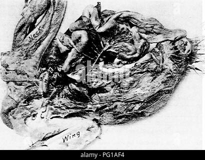 . Die Anatomie der Haushühner. Heimische Tiere; Veterinärmedizin; Geflügel. Angiologie 225 haben ihren Ursprung nicht von der Aorta in zahlreichen und regelmäßigen Zweige nehmen, wie bei Säugetieren; sie bestehen ursprünglich aber nur wenige Schiffe, die von Anastomosen miteinander und mit der Arterien, die aus dem Wirbelkanal kommen multipliziert werden. Ein arterieller Plexus ist daher rund um den Kopf jeder Rippe, aus denen ein Schiff zu jedem Der zwischenrippenmuskeln und Rippen gesandt und weiter gebildet. Abb. 63. - Das gefäßsystem gespritzt, Ich, das Herz. 2, der Posterioren Aorta. 3, Die richtige brachiocephalic Stockfoto