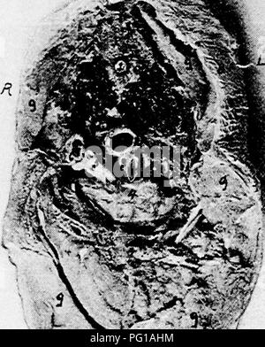 . Die Anatomie der Haushühner. Heimische Tiere; Veterinärmedizin; Geflügel. SPLANCHNOLOGY 159 und unterhalb und vor dem duodenalschleife. Der dünndarm von dieser Seite ist über dem geflügelmagen. Supero - anteriore zu den Muskelmagen ist der blinde Ende des Zökums. Die Bauchspeicheldrüse ist innerhalb der Duodenalschleife. Abbildung 34 zeigt die Eingeweide von der rechten Seite nach der Beseitigung der rechten Abdominal- und der rechten Brust- wand. Die Basis des Herzens befindet sich vor der rechten Ohrläppchen Uver. Oben. Schwein. 41. - Querschnitt durch den Körper einer Henne bei 12, Abb. 33. R, Rechts, i, Links sid Stockfoto