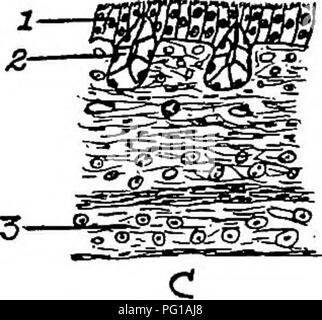 . Die Anatomie der Haushühner. Heimische Tiere; Veterinärmedizin; Geflügel. 154 ANATOMIE DER HAUSHÜHNER ist auf den Herzbeutel von der Linea alba und der Mitte des Brustbeins wider, und geht tief in den Zwischenraum der Lappen der Leber. Es ist diese Lappen über ihre gesamte Länge angebracht und verbindet diese unten auf der einen Seite der Geflügelmagen. Die seitlichen und hinteren Teil des Uver an den angrenzenden Luft Zellen, und die ganze viscus ist somit in seiner Position während des schnellen und heftigen Bewegungen des Vogels befestigt. Die Überreste der umbiUcal Venen Stockfoto