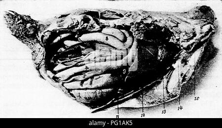 . Die Anatomie der Haushühner. Heimische Tiere; Veterinärmedizin; Geflügel. Abb. 33. - Ansicht der Eingeweide von der linken Seite eine Henne. Ich. Die Basis des Herzens. 2, proventriculus. 3, Eeft lobe der Leber. 4, Muskelmagen, s. Ende der duo-Denal loop. 6, Bauchspeicheldrüse. 7, freie Teil des Dünndarms. 8, Lunge. 9, Membran.. Abb. 34.- Ansicht der Eingeweide von der rechten Seite eine Henne. 1, Basis des Herzens. 2, Lunge. 3, rechte Vorsprung der Leber. 4, duodenalschleife. 5, Bauchspeicheldrüse. 6, Gaecum. 7, Dickdarm oder Mastdarm. 8, freien Teil der schwimmenden Dünndarm. 9, Gallenblase. 10, Rechts kidne Stockfoto