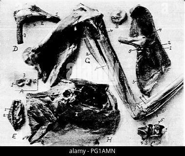 . Die Anatomie der Haushühner. Heimische Tiere; Veterinärmedizin; Geflügel. T 20 ANATOMIE DER HAUSHÜHNER Extensor Digitorum Brevis. Lage: Auf der vorderen Oberfläche der Hintermittelfuss.. Abb. 25.- innere Schicht der Muskeln des Oberschenkels einer Henne. Blick von Außen. A. Pad von Fibrocartilage oder meniskus der dabei Schienbeinkopf Artikulation, i, Innere fibrocartilage Taschenklappen. 2, externe Taschenklappen Knorpel. 3, Anterioren Grenze. B. Tarsal Meniskus oder Pad o £ Fibrocartilage. C. Gelenkknorpel Oberfläche der tarsal Joint, ich, Posterior Ligamentum cruciatum Genu. 2, Femoral tendinous'Insertion des tibialis antieu Stockfoto