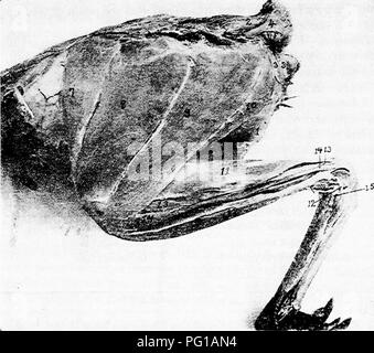 . Die Anatomie der Haushühner. Heimische Tiere; Veterinärmedizin; Geflügel. 94 ANATOMIE DER HAUSHÜHNER einfügen. - Die vier inneren Lagerträger butts der wichtigsten Schwanzfedern. Form. - Lange, Spindelförmig. Beziehungen.-intern mit der LEVATOR coccygis und extern, mit der laterahs caudae. Aktion.- erhöht Kräftig die vier inneren Schwanzfedern. Peronei Transversus (Abb. 23, Nr. 3). Lage: Der posterioren Bauchregion.. Schwein. 23.- Die äußere Schicht der Muskeln des Schwanzes und der Oberschenkel, ich, Bauchmuskel, gerade. 2, Levator coccygis. 3, Transversalis peronie. 4, Levator caudae. 5, Latera Stockfoto