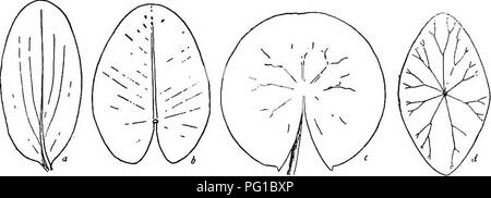 . Die Naturgeschichte der Farm; ein Leitfaden für die praktischen Studium der Quellen unserer Leben in der wilden Natur. Natural History. Schwein. 13. Blatt-form in drei gemeinsamen Sub-fusionierten Pflanzen, deren Blätter ^ ow in Quirlen, die die Stammzellen an den Knoten: a, die gemeinsame Wasser weed (Elodea canadensis oder Philotria canadensis); 6, das Wasser Horn - Johanniskraut (Ceratophyllum demersum); c, das Wasser Tausendblatt (MyriO 'phyUum).. Abb. 14. Umrisse von vier allgemeine Arten von schwimmenden Blätter: a, die fließenden Fluss - Unkraut (Unter natans); 6 die Spritzer-Dock {Nymphaa advena); c, die weisse Wasserlilie iCastoillia odorata), d Stockfoto
