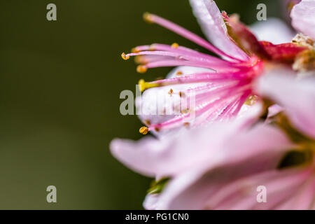 Detail einer schönen blühenden Baum im Frühling. Schön rosa Blüten. Makroaufnahme mit vielen Details mit geringer Tiefenschärfe. Stockfoto