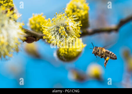 Eine hart arbeitende Europäische Honigbiene bestäubt eine gelbe Blume im Frühling. Gefangen beim Fliegen. Schöne Makroaufnahme mit einer geringen Tiefenschärfe und bl Stockfoto