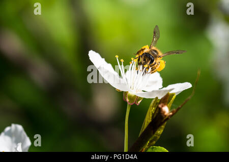 Eine hart arbeitende Europäische Honigbiene bestäubt eine Blumen im Frühling. Sie sehen große Pollen-körbe auf Beinen (corbicula). Schöne Makroaufnahme mit sha Stockfoto