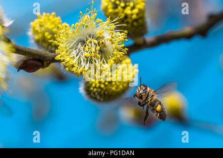 Eine hart arbeitende Europäische Honigbiene bestäubt eine gelbe Blume im Frühling. Gefangen beim Fliegen. Schöne Makroaufnahme mit einer geringen Tiefenschärfe und bl Stockfoto
