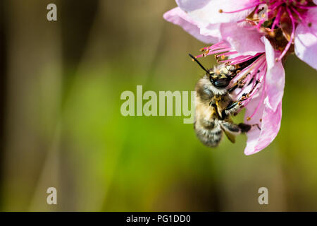 Eine fleißige Biene bestäubt eine rosa Blume im Frühling. Schöne Makroaufnahme mit einer geringen Tiefenschärfe und verschwommenen Hintergrund. Stockfoto