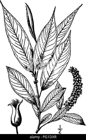 . North American Bäume: Beschreibungen und Abbildungen der Bäume unabhängig von Anbau in Nordamerika wächst, nördlich von Mexiko und der Karibik. Bäume. Crack Willow 191 10. LYALL'S WILLOW - SalixLyallii (Sargent) Heller Salix lasiandra Lyallii Sargent Lyall's Willow ist eng botanisch zu Salix lasiandra Bentham, die gerade beschrieben, aber es ist gepflegt, der von Beobachtern, die es in seiner nativen Regionen untersucht haben, ohne weiteres aus, dass Arten unterscheidbar zu sein. Es wächst entlang von Bächen und Seen aus dem Yukon Territory, British Columbia, Mo - Tana, und Oregon, vielleicht Stockfoto