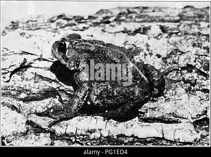 . Die American Natural History; eine Stiftung für nützliches Wissen der höheren Tiere von Nordamerika. Natural History. Gewohnheiten DER KRÖTE 139 gebaut Frosch springt würdevoll und weit; aber die plethoric Kröte ist Content zu winden oder kurz durchs Leben hüpfen. Seine Existenz hängt in hohem Maße von der Tatsache, dass sich doch der Mensch kein Wert in die es findet, und es nicht als Wert kilhng. Wenn Kröten. Erdkröte. Bei fünf Cent verkäuflich geworden, deren Ausrottung bald folgen werden. Die kröte Einlagen ihre Eier im Wasser, im lange Strings, und nach der Transformation Sie wachsen so langsam, dass auch im August t Stockfoto