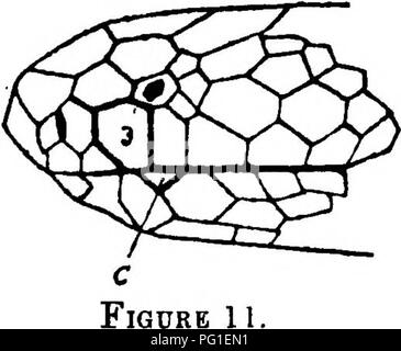 . Die gemeinsame Schlangen von Indien und Burma und wie sie zu erkennen. Schlangen; Schlangen. Seitenansicht der Kopf einer Kobra 3 = Dritte supra-labialen berühren sowohl die nasale Schild und das Auge. C= Die cunate Schild.. Bitte beachten Sie, dass diese Bilder sind von der gescannten Seite Bilder, die digital für die Lesbarkeit verbessert haben mögen - Färbung und Aussehen dieser Abbildungen können nicht perfekt dem Original ähneln. extrahiert. Cazaly, W. H. in Allahabad: Pionierpresse Stockfoto