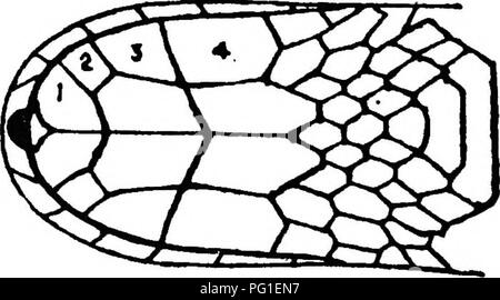 . Die gemeinsame Schlangen von Indien und Burma und wie sie zu erkennen. Schlangen; Schlangen. Abbildung 10. Unter der Oberfläche der Kopf einer Krait, Anzeigen nur vier infra-labials, das vierte (4), die größte. NoiB. - Der d "fiuition der letzten infra-labialen auf Seite 49. Bitte beachten Sie, dass diese Bilder sind von der gescannten Seite Bilder, die digital für die Lesbarkeit verbessert haben mögen - Färbung und Aussehen dieser Abbildungen können nicht perfekt dem Original ähneln. extrahiert. Cazaly, W. H. in Allahabad: Pionierpresse Stockfoto