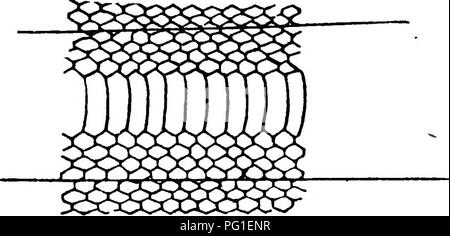 . Die gemeinsame Schlangen von Indien und Burma und wie sie zu erkennen. Schlangen; Schlangen. Abbildung 8. Haut einer Schlange {z. b. eine Python oder Erde Schlange) mit schmalen ventrals. Wenn die Schlange ist nur liegend auf dem Rücken der Teil zwischen den Zeilen sichtbar ist.. Bitte beachten Sie, dass diese Bilder sind von der gescannten Seite Bilder, die digital für die Lesbarkeit verbessert haben mögen - Färbung und Aussehen dieser Abbildungen können nicht perfekt dem Original ähneln. extrahiert. Cazaly, W. H. in Allahabad: Pionierpresse Stockfoto