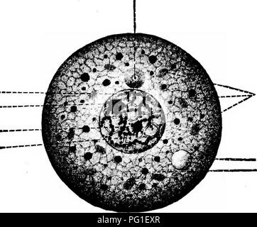 . Lesungen in der Evolution, Genetik und Eugenik. Evolution; Vererbung; Eugenik. Die TRÄGER DES ERBES 291 Diese Trennung wird durch eine ähnliche Einengung und endgültige Teilung der gesamten Zelle - Körper, die sich in der Produktion von zwei neuen Zellen. Diese Form der ceU-Division ist so einfach oder direkte Division bekannt. Eine solche einfache Aufteilung, während in den höheren Tieren gefunden, ist weniger häufig und offenbar viel weniger bedeutsam als eine andere Art der Division, die tiefgreifenden Veränderungen und Umgestaltungen des nuklearen Inhalt handelt. Letzteres ist Mitotischen oder indirekte Zelle - Abteilung bezeichnet. Abb. Stockfoto