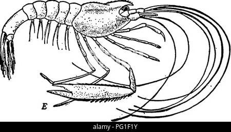 . Lesungen in der Evolution, Genetik und Eugenik. Evolution; Vererbung; Eugenik. Abb. 37.- später Stadien in der Entwicklung der Garnelen, Peneus potimirium. D, Mysis Stadium; E, erwachsenen Stadium. (Von Jordanien und Kellogg.). Bitte beachten Sie, dass diese Bilder sind von der gescannten Seite Bilder, die digital für die Lesbarkeit verbessert haben mögen - Färbung und Aussehen dieser Abbildungen können nicht perfekt dem Original ähneln. extrahiert. Newman, Horatio Hackett, b. 1875. Chicago: University Press Stockfoto
