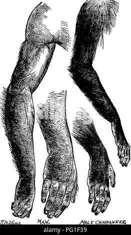 . Lesungen in der Evolution, Genetik und Eugenik. Evolution; Vererbung; Eugenik. Beweise von Morphologie 159. ^ & Amp;^^&gt; W^/fAJ-r CHiMff ^^^^-Abb. 32.- Haare Traktate über die Arme und Hände der Menschen, verglichen mit denen des Schimpansen. Vom Leben gezeichnet. {Von Romanes). Bitte beachten Sie, dass diese Bilder sind von der gescannten Seite Bilder, die digital für die Lesbarkeit verbessert haben mögen - Färbung und Aussehen dieser Abbildungen können nicht perfekt dem Original ähneln. extrahiert. Newman, Horatio Hackett, b. 1875. Chicago: University Press Stockfoto