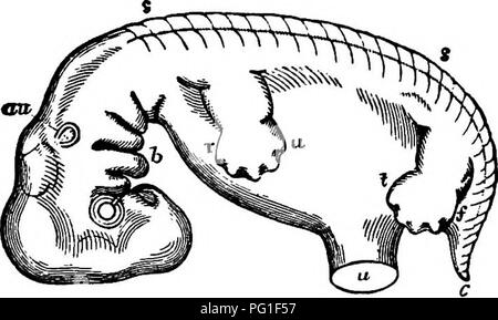 . Lesungen in der Evolution, Genetik und Eugenik. Evolution; Vererbung; Eugenik. Beweise von Morphologie 153 poid Affen weiterhin die rudimentären Überreste einer Schwanz in ein paar Schwanzwirbeln unterhalb der dermalen Hüllen zu präsentieren, könnte man erwarten, dass ein ähnlicher Zustand über die Angelegenheiten, die im Fall des Menschen zu finden. Und das ist nur ein. Abb. 25. - Schematische Übersicht über den menschlichen Embryo, wenn etwa sieben Wochen alt und zeigt die Beziehungen der Gliedmaßen und Schwanz an die Amtsleitung. {Nach allen Thompson) r, die radial und ulnar, u, die Grenze zwischen Hand und Unterarm, ICH, der schienbeinkopf und/Die fibular, Grenze des Fußes und Lo Stockfoto