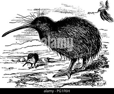 . Lesungen in der Evolution, Genetik und Eugenik. Evolution; Vererbung; Eugenik. 142 Lesungen in der Evolution, Genetik und Eugenik fast alle der zahlreichen Arten von Schlangen, er sollte hinzugefügt haben eine winzige Rudiment im Fall der Python - und selbst in diesem Fall sollte sein Ideal sehr ineffizient gepflegt haben, insofern, als nur zwei Glieder, statt vier, sind vertreten? Wie viel angemessener ist der naturaUstic Bedeutung; denn Hier die unregelmässigkeit Ihrer Erscheinung in verschiedenen Spezies, die rudimentäre Strukturen Einer der krönenden Schwierigkeiten mit der Theorie der sp stellt Stockfoto