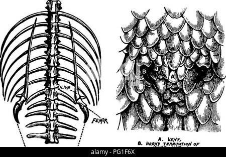 . Lesungen in der Evolution, Genetik und Eugenik. Evolution; Vererbung; Eugenik. Beweise von Morphologie 141 veränderten Bedingungen des Lebens, ein Organ, das zuvor nützlich war nutzlos wird, wird es erlitten werden in aufeinander folgenden Generationen zu schwinden, die unter dem Einfluss von bestimmten natürlichen Ursachen, die wir in zukünftigen Kapiteln zu betrachten. Auf der anderen Seite die Theorie der speziellen Schöpfung kann nur behaupten, dass diese Grundlagen im Interesse der Einhaltung der ideale Typ gebildet werden. Nun, hier wieder die frühere Theorie erscheint über dem Letzteren zu triumphieren; Für, ohne abzuwarten, Disp Stockfoto