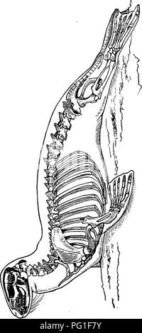 Dieses Buch fasst Lesungen über Evolution, Genetik und Eugenik zusammen und erforscht die Prinzipien der Vererbung, genetischen Variation und Humangenetik in Bezug auf Evolutionstheorie und soziale Implikationen der Eugenik. Stockfoto