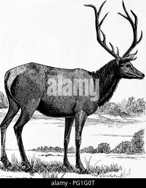 . Zoologie: für Studenten und allgemeine Leser. Zoologie. (I 08 Zoologie. ing Hirsche und Antilopen ist der Sivathervum (Abb. 524, 525) Der Tertiaiy Betten der Himalaya, der hatte zwei Hörner und wurden gigantische Kreaturen, die fast so. Abb., 527.-EUc oder Wapati.-FRUM's Caton Antilopen und Hirschen von Amerika. sperrig wie ein Elefant, und der einzigartigen Form etwa durch begleitende tlic illuistrations angezeigt, Affinitäten zu den Antilopen und Giraffen. Ervidcs der Hirsch Familie {C') ist in den USA vertreten. Bitte beachten Sie, dass diese Bilder aus gescannten Seite imag extrahiert werden Stockfoto