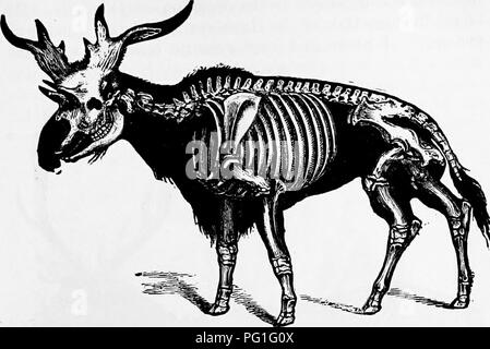 . Zoologie: für Studenten und allgemeine Leser. Zoologie. E YEN-TOED UN 0 ULA TES.mi. Yig. 525.- Skelett Sivatherium wiederhergestellt. - Altcr HawkiDe,. Bitte beachten Sie, dass diese Bilder sind von der gescannten Seite Bilder, die digital für die Lesbarkeit verbessert haben mögen - Färbung und Aussehen dieser Abbildungen können nicht perfekt dem Original ähneln. extrahiert. Packard, A. S. (Alpheus Frühling), 1839-1905. New York: Henry Holt Stockfoto