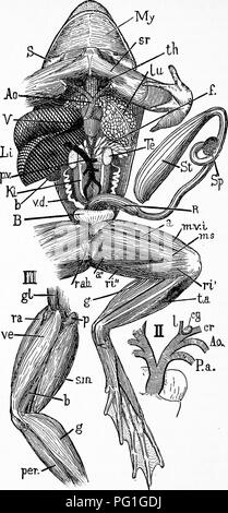 . Zoologie: für Studenten und allgemeine Leser. Zoologie. 474 Zoologie.. Abb. 4 "Ich - ich - Anatomie der Grasfrosch. Bitte beachten Sie, dass diese Bilder sind von der gescannten Seite Bilder, die digital für die Lesbarkeit verbessert haben mögen - Färbung und Aussehen dieser Abbildungen können nicht perfekt dem Original ähneln. extrahiert. Packard, A. S. (Alpheus Frühling), 1839-1905. New York: Henry Holt Stockfoto