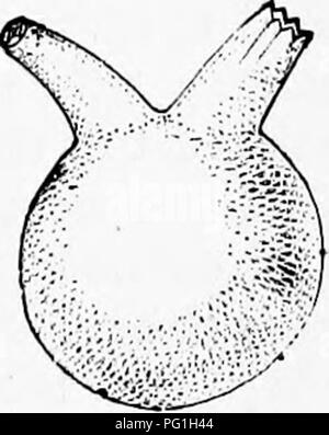 . Zoologie: für Studenten und allgemeine Leser. Zoologie. Gewohnheiten der SEESCHEIDEN. 197 Balanoglossus, ist eine vorläufige. In einem Diagramm chowing tlie Einstufung, d. h., die affinitäten der tlio verschiedene Klassen von Tieren, der manteltiere kann dargestellt werden als unabhängiger Zweig aus möglicherweise von der Trematode Stammzellen gesendet, laufen parallel zu den Würmern, in der Nähe von Balanoglossus, und am Ende ein wenig unterhalb der Ebene der AmpJtioxus. Sie haben sicherlich einige niollnscan bietet, was oberflächlich zu sein, und nichts iis zu eng Der Pohjzoa oder Bracliiopods erinnern, und die Klasse ist hier der Buchstabe b behandelt Stockfoto