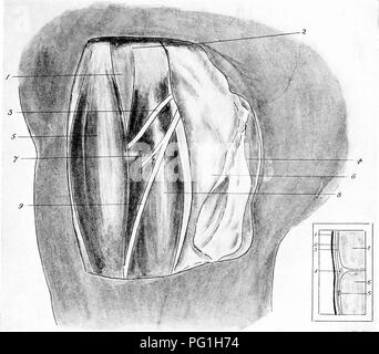 . Die chirurgische Anatomie des Pferdes... Pferde. B Platl XXI. Anterior Tibial 1 seureotom (die oberen Sitz) ein. Der Sitz seziert I. Tibia. 2. Leiter der Fibel. 3. Tibialis Anterior. 4. Haut und oberflächlichen Faszie. 5. Extensor Pedis. 6. Tiefe Faszien. 7. Nerv zu peroneus. S. Peroneus. 9. Stütz- und Haut- ner-e. B - DER SITZ IN ABSCHNITT I. in der Haut. 2. Oberflächlichen faszie. 3. Tiefe Faszien. 4. Tibialis Anterior. 5. Stütz- und kutane Nerv. 6. Peroneus. 7. Extensor Pedis.. Bitte beachten Sie, dass diese Bilder sind von der gescannten Seite Bilder, die digital für die Lesbarkeit erhöht worden sein können extrahiert-c Stockfoto