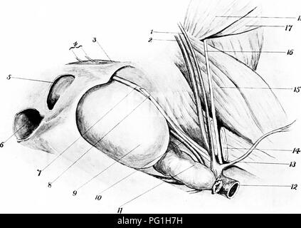 Diese anatomische Studie konzentriert sich auf den Obturator und die Kruralnerven des Pferdes. Schlüsselstrukturen wie Arteria iliaca externa, Blase und Vena iliaca werden identifiziert. Die Beziehungen zwischen Muskeln wie dem Psoas magnus und dem Rektus femoris zu den Nervenbahnen werden diskutiert, was für Tierärzte entscheidende Details liefert. Diagramme der Becken- und Bauchregion zeigen die Muskel- und Nervenorganisation. Stockfoto