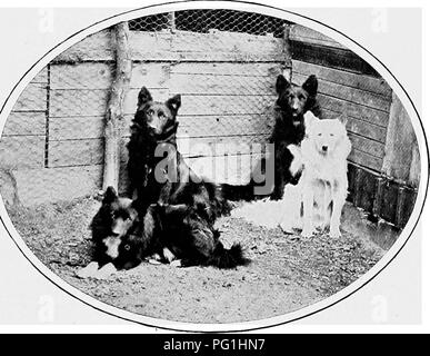 Dieser umfassende Leitfaden für Hunderassen konzentriert sich auf britische Hunde und ihre ausländischen Verwandten und beschreibt ihre Eigenschaften, Arbeitsfähigkeiten und spezifischen Rassen wie die Samoyede und Eskimo Hunde, die von den Entdeckern Nansen und Peary verwendet werden. Stockfoto