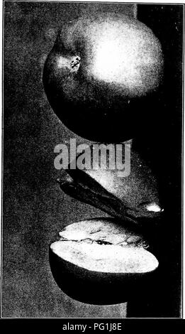 . Handbuch der Gartenarbeit; ein praktischer Leitfaden für die Herstellung der Anlage und den Anbau von Blumen, Obst und Gemüse für zu Hause. Im Garten arbeiten. . Bitte beachten Sie, dass diese Bilder sind von der gescannten Seite Bilder, die digital für die Lesbarkeit verbessert haben mögen - Färbung und Aussehen dieser Abbildungen können nicht perfekt dem Original ähneln. extrahiert. Bailey, L. H. (Liberty Hyde), 1858-1954. New York, der Macmillan Company Stockfoto