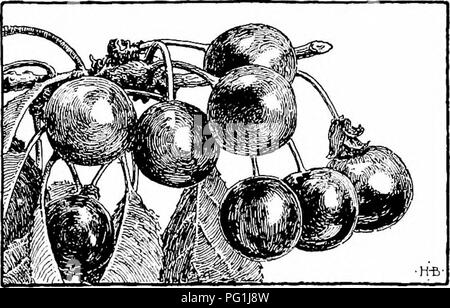 . Handbuch der Gartenarbeit; ein praktischer Leitfaden für die Herstellung der Anlage und den Anbau von Blumen, Obst und Gemüse für zu Hause. Im Garten arbeiten. CHE RE Y 423. 275. Sauer oder Torte Kirschen. Die sauerkirsche sollte 18 bis 18 ft gepflanzt werden. abgesehen, in gut vorbereiteten, unter dem durchlässigen Boden. Die Bäume können jedes Jahr leicht zurück getrimmt werden, halten den Kopf niedrig und buschig. Die süßkirschen sind enttäuschend in vielen Fällen von der Fäulnis der Frucht erwiesen. Dies kann nie ganz vermeiden, aber gute Anbau, der Boden nicht zu reich an Nitro-gen, Aufmerksamkeit zu spritzen, und die Ernte der Früchte, wenn-dr Stockfoto