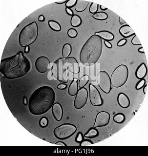 . Die wichtigsten Stärken als Nahrung genutzt: mit Foto-micographys mit einer kurzen Beschreibung ihres Ursprungs und Zeichen dargestellt. Botanische Mikroskopie ; Stärke. 24.- PEUIT der Kartoffel. X 160.. Bitte beachten Sie, dass diese Bilder sind von der gescannten Seite Bilder, die digital für die Lesbarkeit verbessert haben mögen - Färbung und Aussehen dieser Abbildungen können nicht perfekt dem Original ähneln. extrahiert. Griffiths, W. Cirencester [England]: Baily &Amp; Sohn Stockfoto