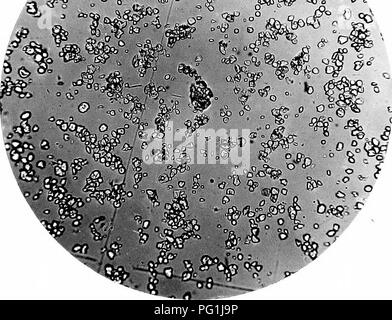 . Die wichtigsten Stärken als Nahrung genutzt: mit Foto-micographys mit einer kurzen Beschreibung ihres Ursprungs und Zeichen dargestellt. Botanische Mikroskopie ; Stärke. r-- ^. 15.- Hafer. X 160.. Bitte beachten Sie, dass diese Bilder sind von der gescannten Seite Bilder, die digital für die Lesbarkeit verbessert haben mögen - Färbung und Aussehen dieser Abbildungen können nicht perfekt dem Original ähneln. extrahiert. Griffiths, W. Cirencester [England]: Baily &Amp; Sohn Stockfoto