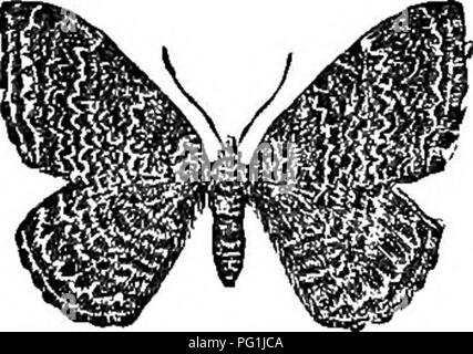 . Insekten leben; eine Einführung in die Natur studieren und ein Handbuch für Lehrer, Studenten und andere in der Tür Leben interessiert. Entomologie; Natur studieren. . Bitte beachten Sie, dass diese Bilder sind von der gescannten Seite Bilder, die digital für die Lesbarkeit verbessert haben mögen - Färbung und Aussehen dieser Abbildungen können nicht perfekt dem Original ähneln. extrahiert. Comstock, John Henry, 1849-1931; Comstock, Anna Botsford, 1854-1930. New York, D. Appleton und Unternehmen Stockfoto