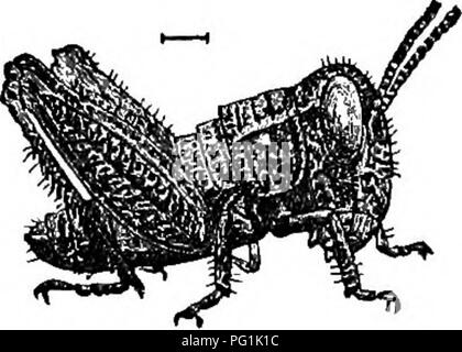 . Insekten leben; eine Einführung in die Natur studieren und ein Handbuch für Lehrer, Studenten und andere in der Tür Leben interessiert. Entomologie; Natur studieren. Die zweite Reise zu sammeln. 33 O'er slumb'rous Blüten, auf Überschwemmungen von Moschus. Der Käfer boomt Die adown glooms und Stößen entlang der Dämmerung. James Whitcomb Riley.* LEKTION XII. TH 5 zweite Reise zu sammeln. 1. Lesen Sie die Anweisungen auf Seite 28. 2. Auf diesem Ausflug sollten die Schülerinnen und Schüler sammeln jeder wahre Insekten - also die, die nur 1,80 Meter haben, das Sie finden können; aber das besondere Objekt Der excur -. Bitte beachten Sie, dass diese Bilder extrahiert werden fr Stockfoto