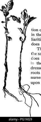 . Die Baumschule-Buch; Eine vollständige Anleitung für die Vermehrung der Pflanzen ... Gartenarbeit ; Pflanzenvermehrung. ROOT - veredelt und GRÜNTE, Bäume. 151 root ist im Wesentlichen ein schneiden. Jeder Gärtner weiß, dass Wurzeln selten symmetrisch Start von allen Seiten vom Ende einer schneiden. Abb. 144 (von einem Foto) zeigt jungen Wurzeln aus dem Boden schießen vom Ende einer schneiden. Alle drei von ihnen beginnen aus fast einen gemeinsamen Punkt. Es ist eine einseitige oder unsymmetrische System. Abb. 145 zeigt zwei root-Transplantationen, vom Leben gezeichnet, wie sie gewachsen waren an der expira-Dn von zwei Monaten, nachdem Sie in der Baumschule gepflanzt wurden. Sie zeigen Stockfoto