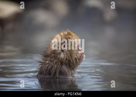 Einige macaque Affen nehmen Sie ein Bad mit der Familie in Asien Japan Stockfoto