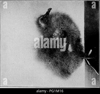 . Lebensgeschichten der Nordamerikanischen Sturmvögel und Pelikane und ihre Verbündeten: Bestellen und bestellen Tubinares Steganopodes. Pelikane; Turbinares; Pelecaniformes; Vögel. . Bitte beachten Sie, dass diese Bilder sind von der gescannten Seite Bilder, die digital für die Lesbarkeit verbessert haben mögen - Färbung und Aussehen dieser Abbildungen können nicht perfekt dem Original ähneln. extrahiert. Geknickt, Arthur Cleveland, 1866-1954. Washington: Govt. Drucken. Aus. Stockfoto
