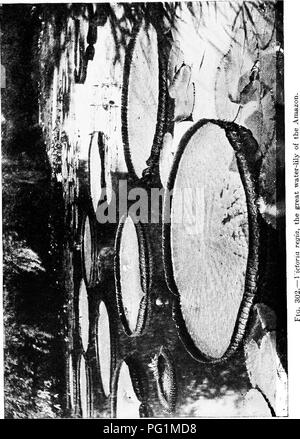 . Ein Lehrbuch der Botanik für die Sekundarstufe. Botanik. 330. Bitte beachten Sie, dass diese Bilder sind von der gescannten Seite Bilder, die digital für die Lesbarkeit verbessert haben mögen - Färbung und Aussehen dieser Abbildungen können nicht perfekt dem Original ähneln. extrahiert. Coulter, John Merle, 1851-1928. New York, D. Appleton Stockfoto