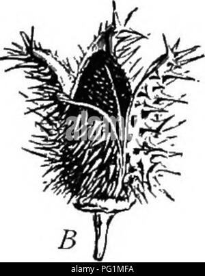 . Ein Lehrbuch der Botanik für die Sekundarstufe. Botanik. o. 292. - Dorn - Apple (Familie der Nachtschattengewächse): A, Längsschnitt der Blüte; B, Dehiszenz der Früchte (BUR).-AF-ter Baillon.. Bitte beachten Sie, dass diese Bilder sind von der gescannten Seite Bilder, die digital für die Lesbarkeit verbessert haben mögen - Färbung und Aussehen dieser Abbildungen können nicht perfekt dem Original ähneln. extrahiert. Coulter, John Merle, 1851-1928. New York, D. Appleton Stockfoto