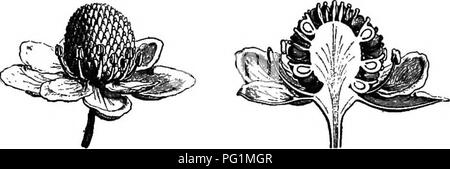 Dieses Lehrbuch behandelt grundlegende Botanik-Konzepte für Schüler der Sekundarstufe mit Schwerpunkt auf Dikotyledonen. Es beschreibt Blütenstrukturen, wie die apokarpöse Blüte einer Butterblume, und betont die Unterschiede in der Anzahl der Sepalen und Blütenblätter zwischen verschiedenen Arten. Detaillierte Abbildungen helfen beim Verständnis der Pflanzenmorphologie. Stockfoto