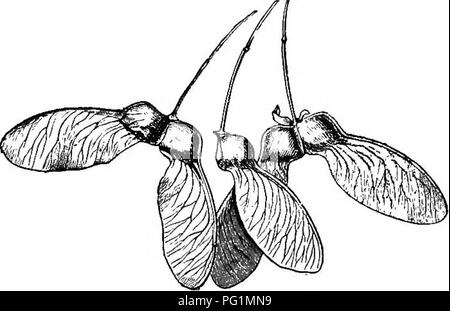 Das Lehrbuch der Botanik für Sekundarschulen erklärt den Mechanismus der Samenausbreitung in Pflanzen wie Violett, Hamamelis und Balsam. Er beschreibt den Prozess, bei dem die Saatgefäße platzen und Samen durch mechanischen Druck oder äußere Kraft freisetzen, ein Schlüsselkonzept für das Verständnis der Pflanzenvermehrung und -Verbreitung. Stockfoto