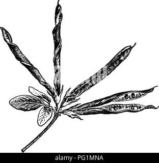 . Ein Lehrbuch der Botanik für die Sekundarstufe. Botanik. Abb. 248.- Die Frucht der Violett dis - Ladung Samen. - Nach Bail-LON. Abb. 249.- Die Hülsen einer Wild Bean (Lotus) Verdrehen bei der Wahrnehmung von Samen. - Nach Baillok. 255. Bitte beachten Sie, dass diese Bilder sind von der gescannten Seite Bilder, die digital für die Lesbarkeit verbessert haben mögen - Färbung und Aussehen dieser Abbildungen können nicht perfekt dem Original ähneln. extrahiert. Coulter, John Merle, 1851-1928. New York, D. Appleton Stockfoto