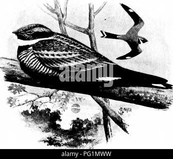 . Die American Natural History; eine Stiftung für nützliches Wissen der höheren Tiere von Nordamerika. Natural History. Kapitel XVII DIE REIHENFOLGE DER UNGERADEN FAMILIEN MAGROCHIRES mit bestimmten Ausnahmen, die verschiedenen Aufträge der amerikanischen Vögel sind auf Grund gegründet und aufgebaut von homogenen Materialien. In der Regel wird ein paar Augenblicke "Prüfung eines Vogels mit der man die Bestellung, zu der es gehört. Es gibt keine Schwierigkeiten über die Greifvögel, Schwimmer, Angler, watvögel oder Spechte. Leider jedoch hat die Natur aus Ihrem Workshop so viele seltsame Formen, dass es Foun. Stockfoto