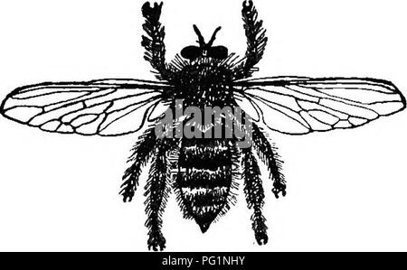 . Die Biene - der Keeper Guide: oder Handbuch der Imkerei. Biene Kultur; Bienen. Die dritte Ader abgespalten wird, obwohl in allen drei Gattungen der dritten gemeinsamen der Antenne (Abb. 200) endet in einer längeren Borsten. Eine der häufigsten diese Schädlinge, die ich von Dr. Hagen informiert bin ist Mallaphora orcina, Weid,., Abb. 203.. einen Zoll lang, und erweitert eine und drei viertel Zoll (Abb. 203). Der Kopf (Abb. 200) ist breit, die Augen schwarz und Prominente, die Antennen drei verbunden, die letzte gemeinsame endet in einem borste, während der Schnabel ist sehr groß und stark, und, wie die Augen und Antennen, Kohle schwarz. Diese. Ple Stockfoto