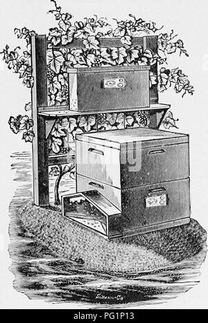 . Die Biene - der Keeper Guide: oder Handbuch der Imkerei. Biene Kultur; Bienen. Oder, Handbuch der THB BIENENHAUS. 2 SS spät, und damit die Bienen werden mehr Stunden zu arbeiten. Ich habe immer meine Bienenstöcke im Osten. Eine solche Grove ist auch sehr angenehm für die apiarist, die oft den ganzen Tag in den heißesten Bild arbeiten. 119.. Kern und Einfachheit Hive im Schatten von virw Orapc -.- Von, A. I. Root Co. Sonnenschein. Wenn keine Grove at-Befehl, der die Hives können auf der nördlich einer Concord grape Vine platziert werden (Abb. 119), oder andere vig-orous Sorte, wie die apiarist können bevorzugen. Dies sollte sein. Bitte beachten Sie, dass diese Bilder von sca extrahiert werden Stockfoto